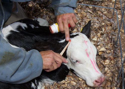 disbudding a calf's horn