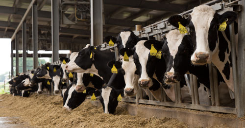 Holsteins at feed manager