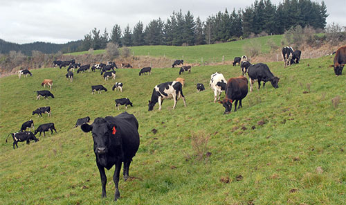 cows in New Zealand