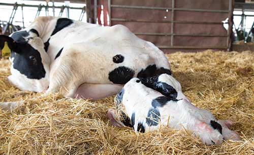 newborn calf with dam