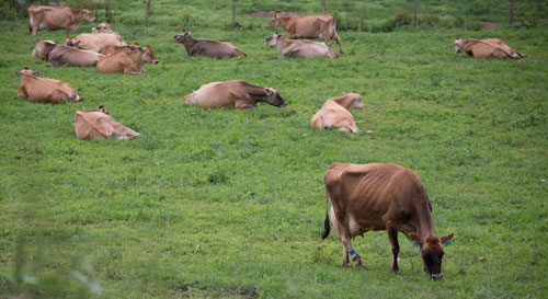 Jerseys grazing