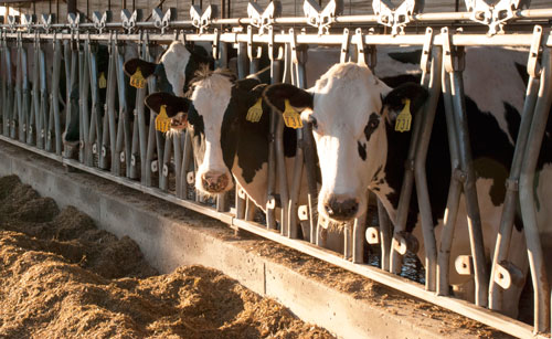 Holstein at feed manger