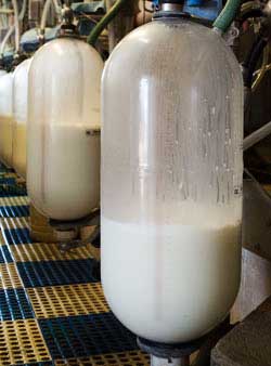 milk in receiving jars