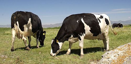 dry cows