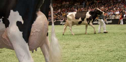 Holstein cow in show ring