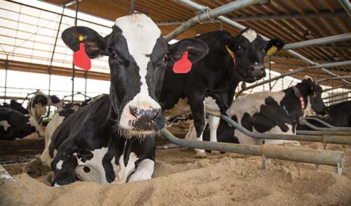 cow in sand-bedded free stall