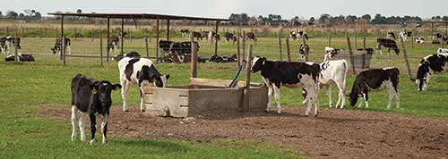 calves on pasture