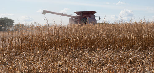 corn field at harvest