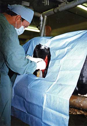 vet performing surgery for a displaced abomasum