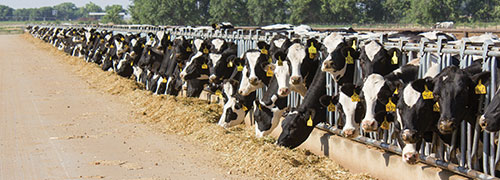 heifers at a dry lot manger