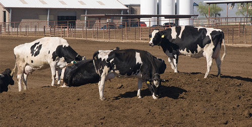 cows in dry lot 