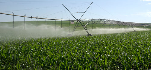 corn with sprinkler irrigation