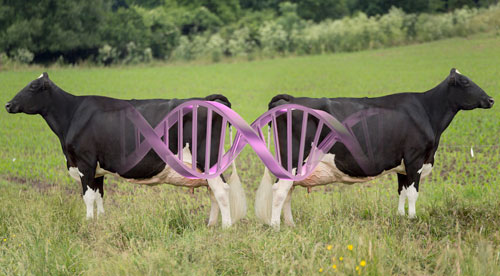 cloned cow image