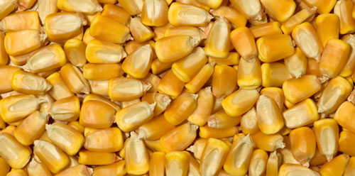 corn grain