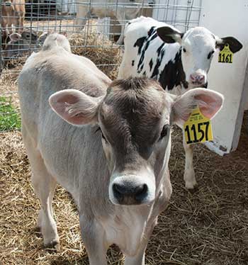Brown Swiss and Holstein calves