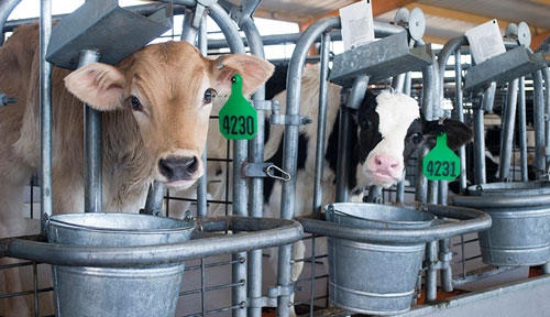 Jeresy and Holstein calves