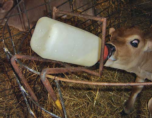 keeps calf bottle in place