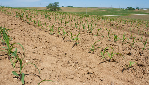 early corn field