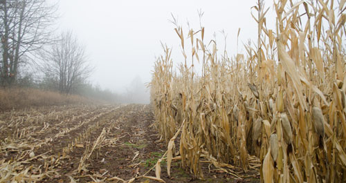 corn field in winter