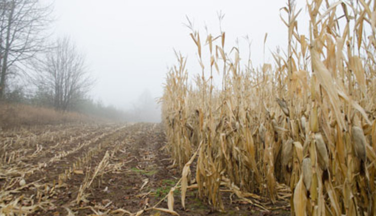 corn field in winter