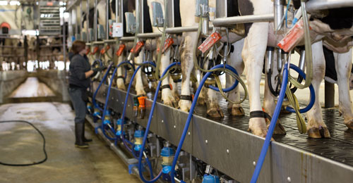 milking parlor