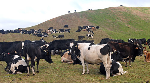 New Zealand pasture scene