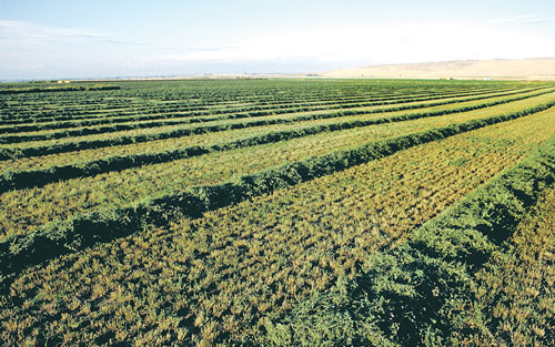 alfalfa field