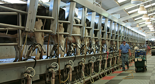 California milking parlor