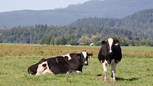 Holstein cows on pasture