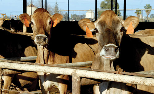 Jersey cows in freestalls