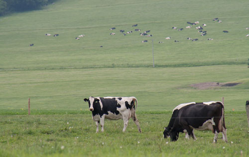 Holsteins on pasture