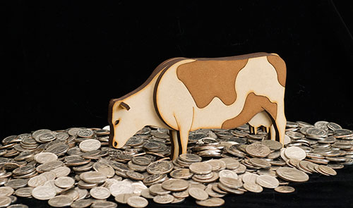 cow in coins