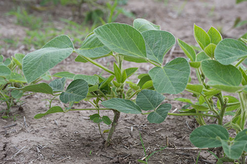 young soybean plant