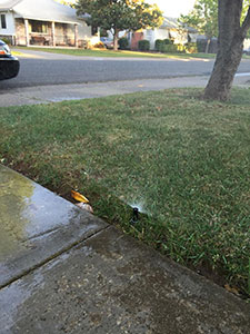 sprinker watering lawn