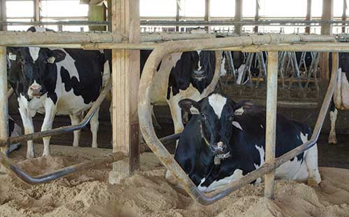 Holstein lying in sand-bedded freestall
