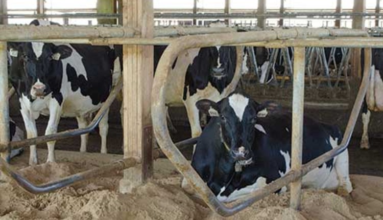 Holstein lying in sand-bedded freestall