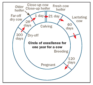 Circle of excellence for one year for a cow