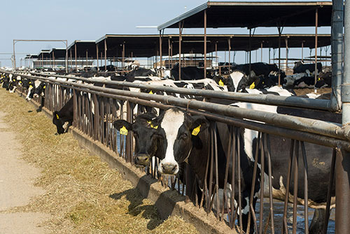 Holsteins at feed bunk