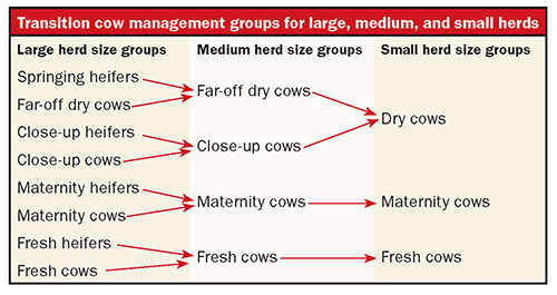 transition cow management groups for large, medium and small herds
