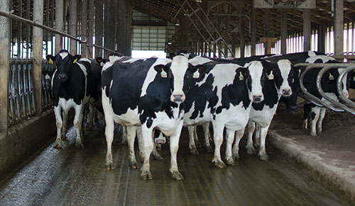 Holsteins in freestall barn