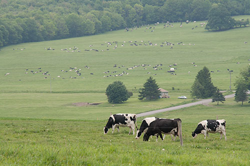 Holstein cows in organically-maintained pasture