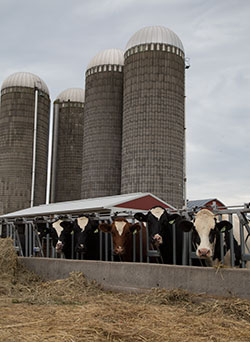 cows at feed bunk