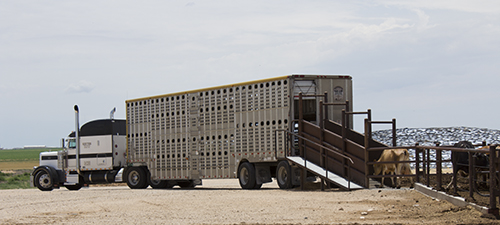 trailer hauling cattle
