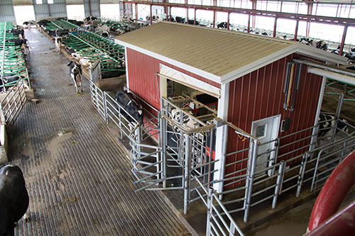 robotic milking set-up