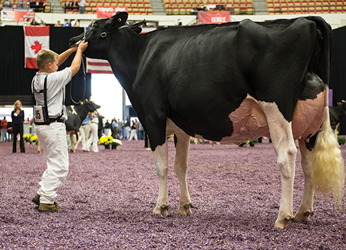 youth showing a Holstein cow