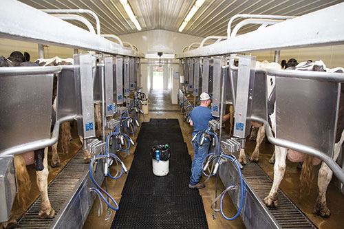 milking parlor with Holsteins