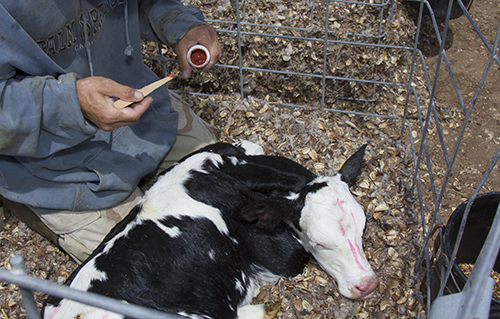 dehorning calf with paste