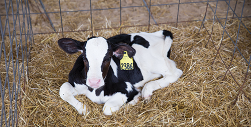 calf in straw bed