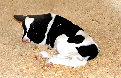 Holstein calf