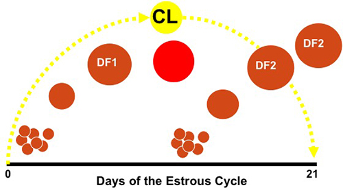 days of estrous cycle